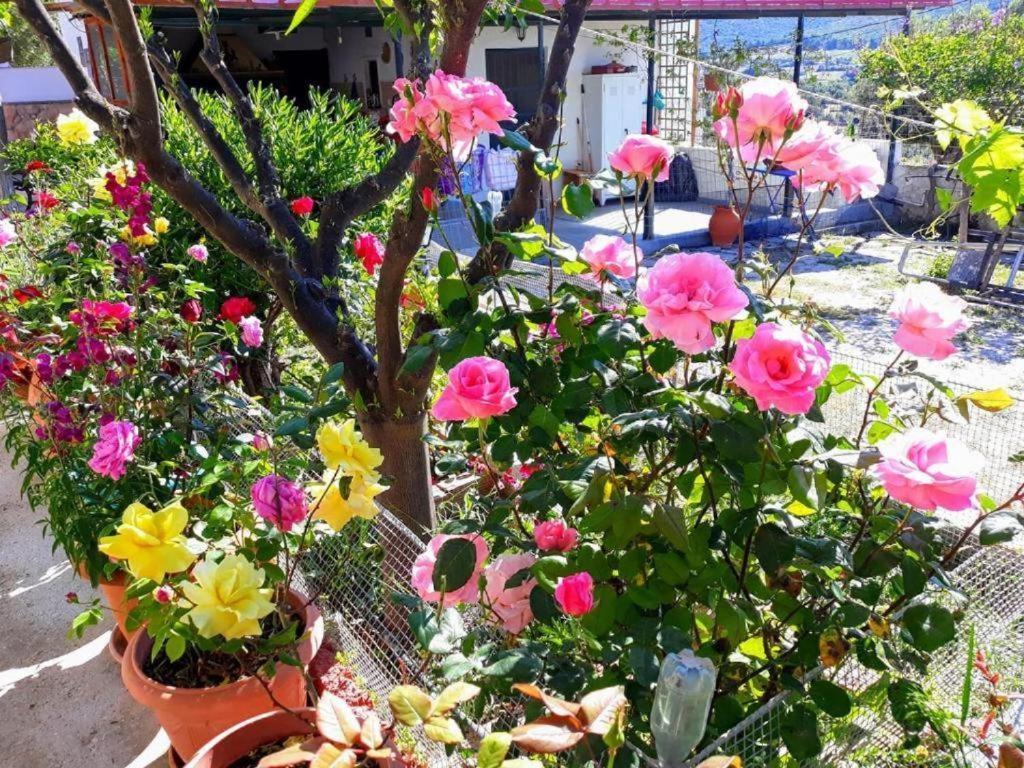 4 Seasons Suites Paradise Near Athens Airport Markópoulon Zewnętrze zdjęcie